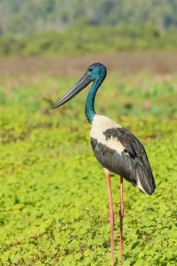 Jabiru Park - Fearnley Hide